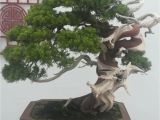 Ficus Microcarpa Bonsai Tree Care Pin by Law On Bonsai Pinterest Bonsai