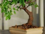 Ficus Microcarpa Bonsai Tree Care Very attractive Bonsai Indoor Trees Ideas for Indoor Decorations 34