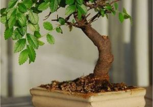 Ficus Microcarpa Bonsai Tree Care Very attractive Bonsai Indoor Trees Ideas for Indoor Decorations 34