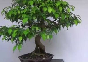 Ficus Microcarpa Ginseng Bonsai Pruning Bonsai Evolution Evolution Of A Ficus Benjamina Youtube