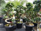 Ficus Microcarpa Ginseng Bonsai Pruning Bonsai Ficus Ginseng 90 120 Cm Im Dekotopf Untersetzer Zimmer