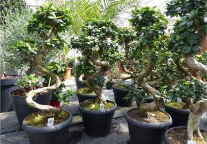 Ficus Microcarpa Ginseng Bonsai Pruning Bonsai Ficus Ginseng 90 120 Cm Im Dekotopf Untersetzer Zimmer