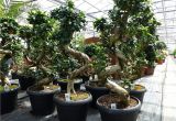 Ficus Microcarpa Ginseng Bonsai Pruning Bonsai Ficus Ginseng 90 120 Cm Im Dekotopf Untersetzer Zimmer