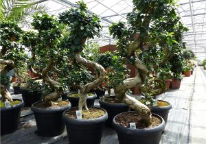 Ficus Microcarpa Ginseng Bonsai Pruning Bonsai Ficus Ginseng 90 120 Cm Im Dekotopf Untersetzer Zimmer