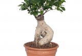 Ficus Microcarpa Ginseng Bonsai Pruning Ficus Microcarpa Ginseng Pflege Genial 29 Pflege Ficus Ginseng