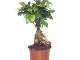 Ficus Microcarpa Ginseng Bonsai Pruning Ficus Microcarpa Ginseng Pflege Genial 29 Pflege Ficus Ginseng