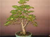 Ficus Microcarpa Ginseng Bonsai Pruning Ficus Microcarpa Ginseng Pflege Genial Im tontopf Bonsai Ficus