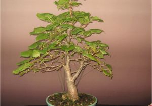 Ficus Microcarpa Ginseng Bonsai Pruning Ficus Microcarpa Ginseng Pflege Genial Im tontopf Bonsai Ficus