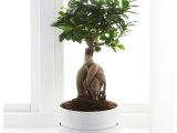 Ficus Microcarpa Ginseng Bonsai Pruning Ficus Pflege Balsamapfel Clusia Major