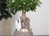 Ficus Microcarpa Ginseng Care Arrangement White Beach You Can Create This Beautiful Natural