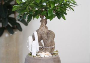 Ficus Microcarpa Ginseng Care Arrangement White Beach You Can Create This Beautiful Natural