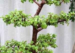 Ficus Microcarpa Ginseng Care Bonsai Ficus Outside Bonsai Ficus Ginseng Pflege Hausmittel Gegen