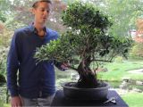 Ficus Microcarpa Ginseng Care Bonsai Ficus Youtube