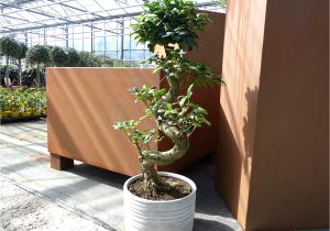 Ficus Microcarpa Ginseng Care Ficus Microcarpa Ginseng Pflege Luxus Im tontopf Bonsai Ficus