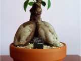 Ficus Microcarpa Ginseng Care Ginsen G Kaktus Ve Sukulent Koleksiyonum 10 03 2018 Pinterest