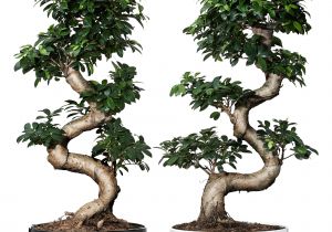 Ficus Microcarpa Ginseng Care Pflanze Mit A Bertopf Ficus Microcarpa Ginseng Bonsai Versch Farben