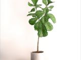 Ficus Microcarpa Ginseng How to Take Care Ficus Ginseng Pflege
