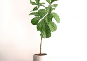 Ficus Microcarpa Ginseng How to Take Care Ficus Ginseng Pflege