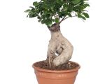 Ficus Microcarpa Ginseng How to Take Care Ficus Microcarpa Ginseng Pflege Genial 29 Pflege Ficus Ginseng