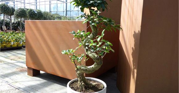 Ficus Microcarpa Ginseng How to Take Care Ficus Microcarpa Ginseng Pflege Luxus Im tontopf Bonsai Ficus