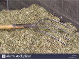 Fine Tine Stall fork Manure fork Stock Photos Manure fork Stock Images Alamy