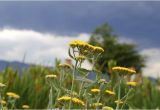 Florist Highlands Ranch Co 2014 August Archive Highlands Ranch Community Backcountry