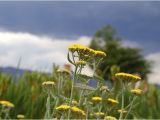 Florist Highlands Ranch Co 2014 August Archive Highlands Ranch Community Backcountry