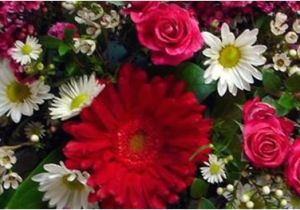 Florist Highlands Ranch Co Florist Highlands Ranch