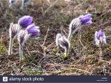 Florist In Aberdeen Nc Erste Blumen Stockfotos Erste Blumen Bilder Alamy