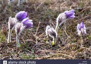 Florist In Aberdeen Nc Erste Blumen Stockfotos Erste Blumen Bilder Alamy