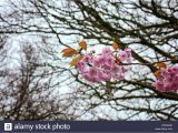 Florist In Aberdeen Nc Erste Blumen Stockfotos Erste Blumen Bilder Alamy