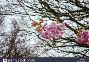 Florist In Aberdeen Nc Erste Blumen Stockfotos Erste Blumen Bilder Alamy