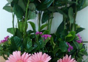Floristerias En San Salvador A Domicilio Floristera A Tres Tienda De Regalos El Salvador Floristeriatres