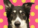 Free Dating Sites for Animal Lovers Dog Art Cat Art Custom Pet Pop Art Pop Your Pup