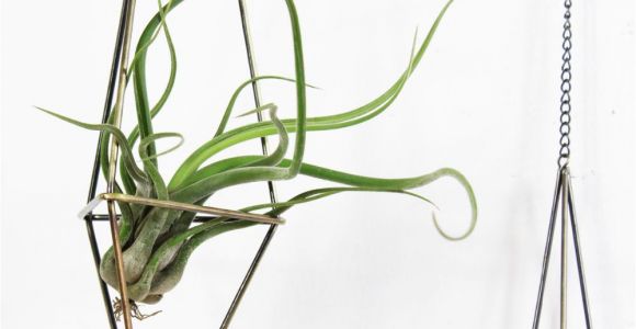 Free Standing Wrought Iron Plant Hangers 2019 Plant Holder Freestanding Hanging Planters Geometric Himmeli