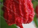 Fresh Carolina Reaper Peppers Bulk Fresh Carolina Reaper Peppers Biodynamic