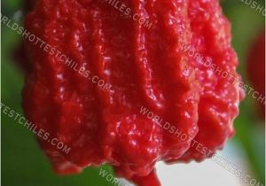 Fresh Carolina Reaper Peppers Bulk Fresh Carolina Reaper Peppers Biodynamic