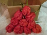 Fresh Carolina Reaper Peppers Carolina Reaper Fresh 10 Peppers by Mail