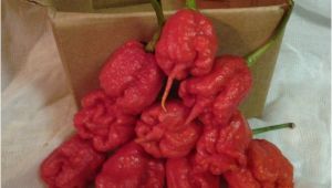 Fresh Carolina Reaper Peppers Carolina Reaper Fresh 10 Peppers by Mail