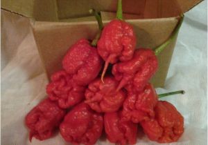 Fresh Carolina Reaper Peppers Carolina Reaper Fresh 10 Peppers by Mail