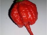 Fresh Carolina Reaper Peppers Fresh 2017 Carolina Reaper Pepper Pods Insanely Hot