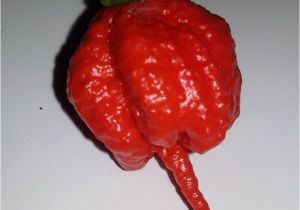 Fresh Carolina Reaper Peppers Fresh 2017 Carolina Reaper Pepper Pods Insanely Hot