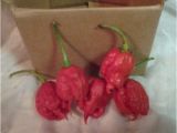 Fresh Carolina Reaper Peppers Fresh Carolina Reaper Peppers