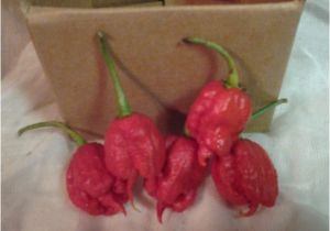 Fresh Carolina Reaper Peppers Fresh Carolina Reaper Peppers