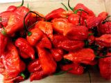 Fresh Carolina Reaper Peppers Fresh Pickled Carolina Reaper Ghost Pepper Moruga