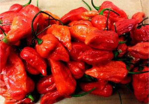 Fresh Carolina Reaper Peppers Fresh Pickled Carolina Reaper Ghost Pepper Moruga