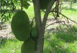 Fruit Trees that Grow In Florida 34 Best Images About Fruits On Pinterest Trees the