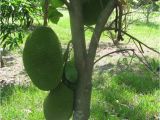 Fruit Trees that Grow In Florida 34 Best Images About Fruits On Pinterest Trees the