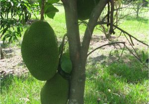 Fruit Trees that Grow In Florida 34 Best Images About Fruits On Pinterest Trees the