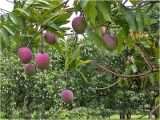 Fruit Trees that Grow In Florida Lychee Tropical Florida Gardens